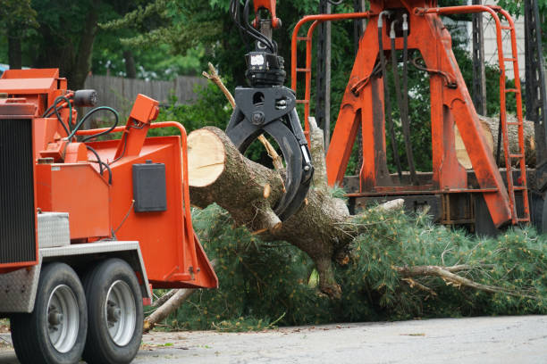 Best Tree Removal Near Me  in Lamont, CA